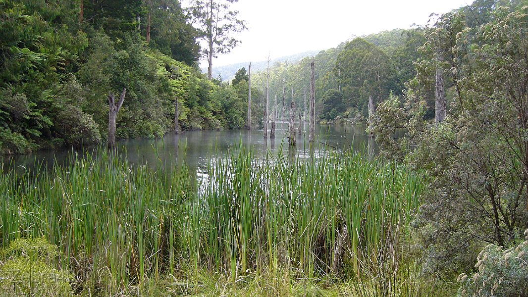 24-Platypus inhabit the lovely Lake Elizabeth.JPG
